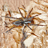 Benoitia ocellata